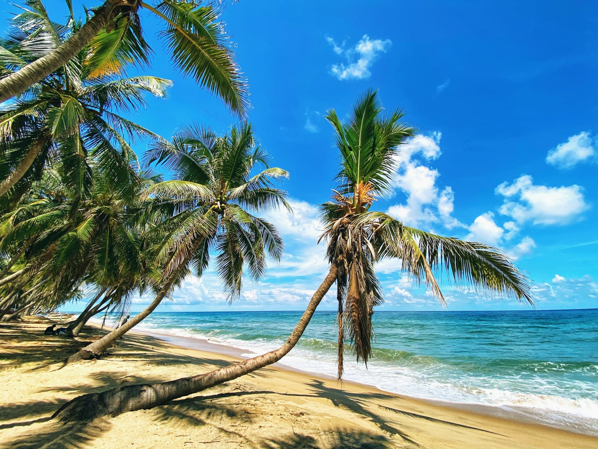 Coconut palms along the turquoise coast in Mirissa